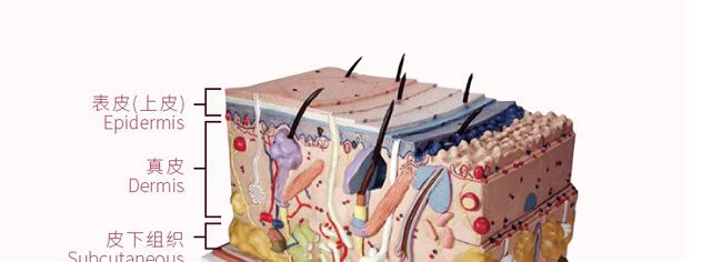 �؊}��޹�²ݼ�¶