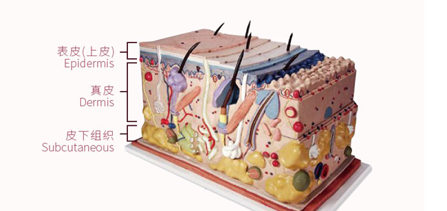 �؊}��õ�弃¶