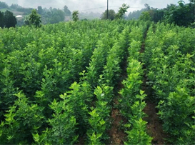 ������_������(d��n)�Įa(ch��n)ƷЧ����ô�k��